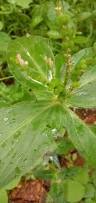 Image result for Spigelia anthelmia