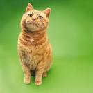 8 Fun Facts About Ginger Tabby Cats - Cole & Marmalade