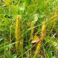 Image result for Selaginella mittenii