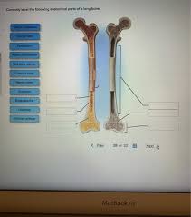 Observe regions of trabecular bone and cortical bone in this specimen. Solved Correctly Label The Following Anatomical Parts Of Chegg Com