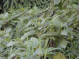 Image result for Boehmeria macrophylla