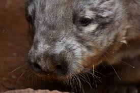 Image result for Northern hairy-nosed wombat