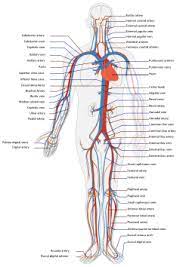 Veins are blood vessels that return blood back to the heart; Circulatory System Facts For Kids