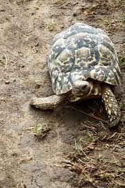 Die pantherschildkröte (geochelone pardalis), auch unter dem synonym stigmochelys pardalis bekannt, gehört innerhalb der familie der landschildkröten (testudinidae) zur gattung der. Mcmaster 2013 02