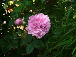 Ich habe einen grünen stab + unsichtbaren draht genommen, ist sehr unauffälig und die rose hats schon überwuchert. Historische Rose Louise Odier Schonste Rosen Expertenwissen