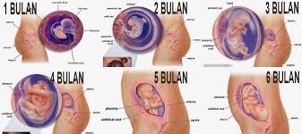 Perkembangan janin usia 5 bulan. Tips Menjaga Kesehatan Janin Dalam Kandungan Idare Web