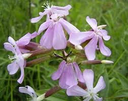 Image result for Caryophyllaceae