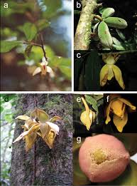 Image result for Uvaria angolensis