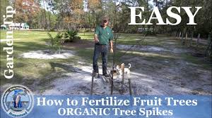 After that, limit persimmon tree feeding to march and june. How To Fertilize Fruit Trees Easy Youtube