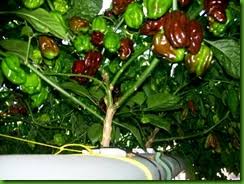 Novidades da Plantamundo: julho 2012