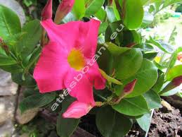 Image result for dipladenie sanderi obrázek