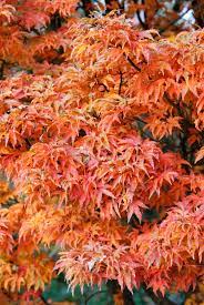 This variety, though it can grow up to 15 feet high and twelve feet wide, is an excellent choice for potted planting. 58 Ide Maple Japanese Tree Terbaik Pohon Maple Jepang Bunga