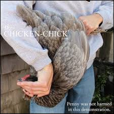 Oct 17, 2012 · the result for fontinato was a broken nose, a broken cheekbone and a dislocated jaw. How To Humanely Euthanize A Chicken The Chicken Chick