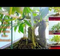 How to Grow Aerial Roots with Ficus Bonsai for beginners ...