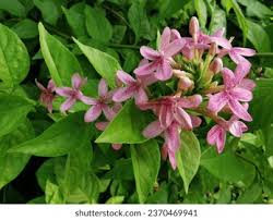 Image result for Basananthe pedata