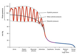 Blood Flow Blood Pressure And Resistance Anatomy And