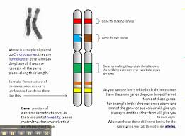 Chromosomes Genes And Alleles Biology Notes Biology Lessons Genetics Lesson
