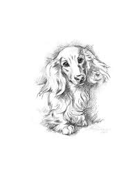 Free download 31 best quality long haired dachshund silhouette at getdrawings. Dog Portrait Long Haired Dachshund Doxie 8w Instant Etsy Dog Portraits Dachshund Drawing Long Haired Dachshund