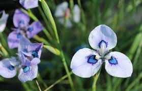 Image result for Moraea bella