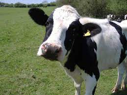 Musca este considerată parazit, deoarece poate transmite o multitudine de boli. Vaca Toate Animalele