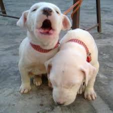 Exchange my puppy a good. Bully Kutta Puppies Pet Paw