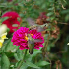 Zinnias are additional colorful and inexpensive flowers to add to your garden to keep hummingbirds coming back. Bring Hummingbirds With Aas Winners All America Selections