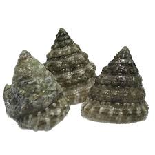 Image result for Trochomeria subglabra