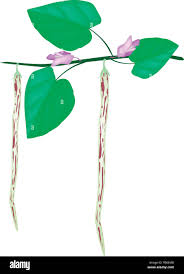 Image result for Centrosema pubescens