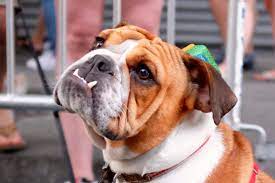 Foster dogs will be required to attend adoption events. How To Adopt A Dog In New York City Fees And Top Shelters