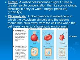 Z turgidity of guard cells is explained by the increased conversion of starch into sugar and by the accumulation of k+ ions. Ch 5 Membrane Structure And Function Control The