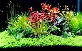 7 Best Planted Tank Substrate Top Picks 2019 With Reviews Aquarium Sand Planted Aquarium Plants
