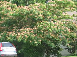 Tennessee trees flowering this spring. Flowering Trees Zone 5 Derrickandmelisa