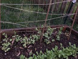 If growing bush peas in a container you probably won't need any support at all. Sugar Snap Peas Starting To Climb My Homemade Trellis Never Grown Them Before Any Tips St Louis Mo Zone 6b Gardening