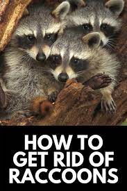 How To Get Rid Of Raccoons In Your Backyard Quickly 2021 Own The Yard In 2021 Getting Rid Of Raccoons How To Get Rid Raccoon
