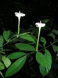 Image result for Strophanthus bequaertii