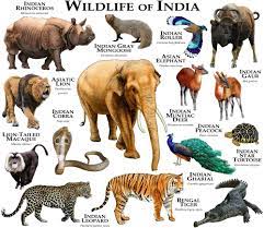 Wildlife Of India Framed Art Print By Wildlife Art By Roger Hall Vector Black Medium Gallery 20x26 Wildlife Of India Indian Animals Animal Infographic