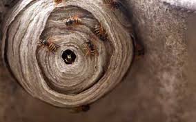 Maybe you would like to learn more about one of these? Bee Wasp Hornet Nest Removal Knoxville Tn Russell S Pest Control
