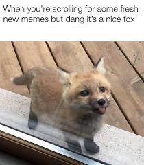 High Tier Meme Mr Fox Music Indieartist Chicago Fox Memes Funny Fox Cute Fox