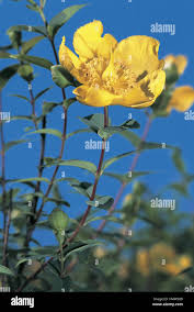 Image result for Clusiaceae