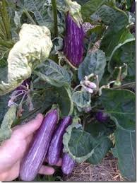 Plus, its shape lends itself well to stuffing with meats and cheeses. 16 Ichiban Eggplant Ideas Eggplant Eggplant Recipes Ichiban Eggplant Recipe