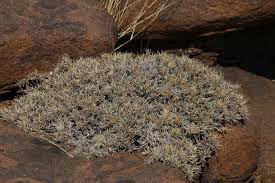 Image result for Barleria rigida