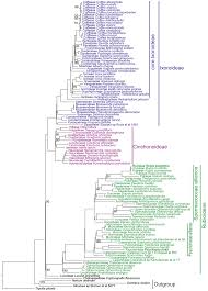 Image result for Colletoecema