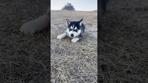 Husky puppies for sale in pa is a sweet, playful dog, full of energy and affection. Siberian Husky Puppies For Sale In Colorado Springs Co Youtube