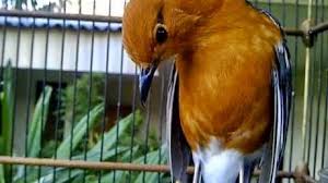 Menangani anis kembang yang kegemukan terkadang harus dilakukan dengan cara yang berbeda dari yang biasa dilakukan pada burung peliharaan membuat anis kembang menjadi langsing memang sedikit berbeda dengan perawatan gemuk pada jenis burung lainnya. 16 Cara Penangkaran Anis Merah Di Rumah Arenahewan Com