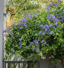 We did not find results for: Movement In The Garden Petrea Volubilis The Queen S Wreath Or Sandpaper Vine Has Become Of Late A Popular Vine In Zones 9b And Higher And With Good Reason Not Only Is