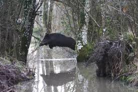 Délinquance dans l'eure (27) : Action Chasse Annonces Mai Clasf