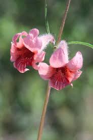 Image result for Sesamum alatum