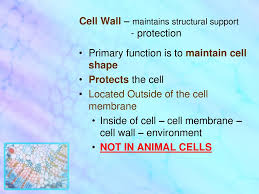 A biological membrane, biomembrane or cell membrane is a selectively permeable membrane that separates cell from the external environment or creates intracellular compartments. Content Standard 2 Identify Functions Of Organelles Found In Eukaryotic Cells Including The Nucleus Cell Membrane Cell Wall Mitochondria Chloroplasts Ppt Download