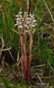 Image result for Zeuxine