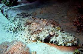 Die krokodilsfische (platycephalidae), man nennt sie auch plattköpfe, leben meist sehr küstennah in tropischen breiten des indopazifiks. Teppich Krokodilfisch Papilloculiceps Longiceps Fisch Fotos De